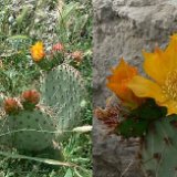 Opuntia stenopetala (arrastradillo) ©JLcoll.3548 exML.JPG